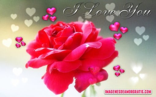 imagenes de amor con rosas