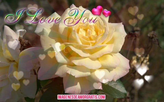 imagenes de amor con flores